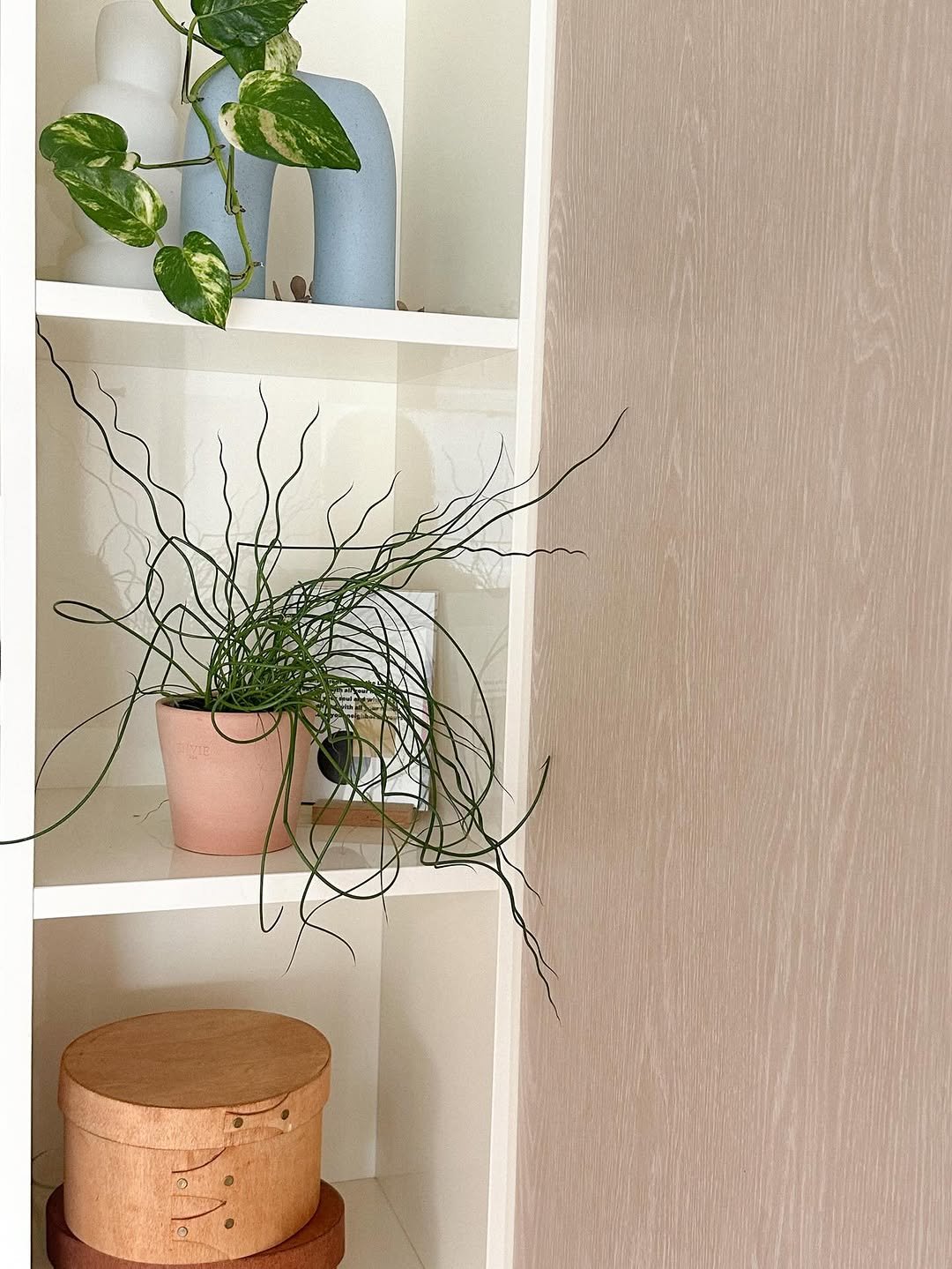 wooddy_home 게시물 이미지: 집에 봄을 초대하고쟈,, 바로 남사화훼단지로 슝🫧
밖은 추운데, 여긴 완져니 봄 그...