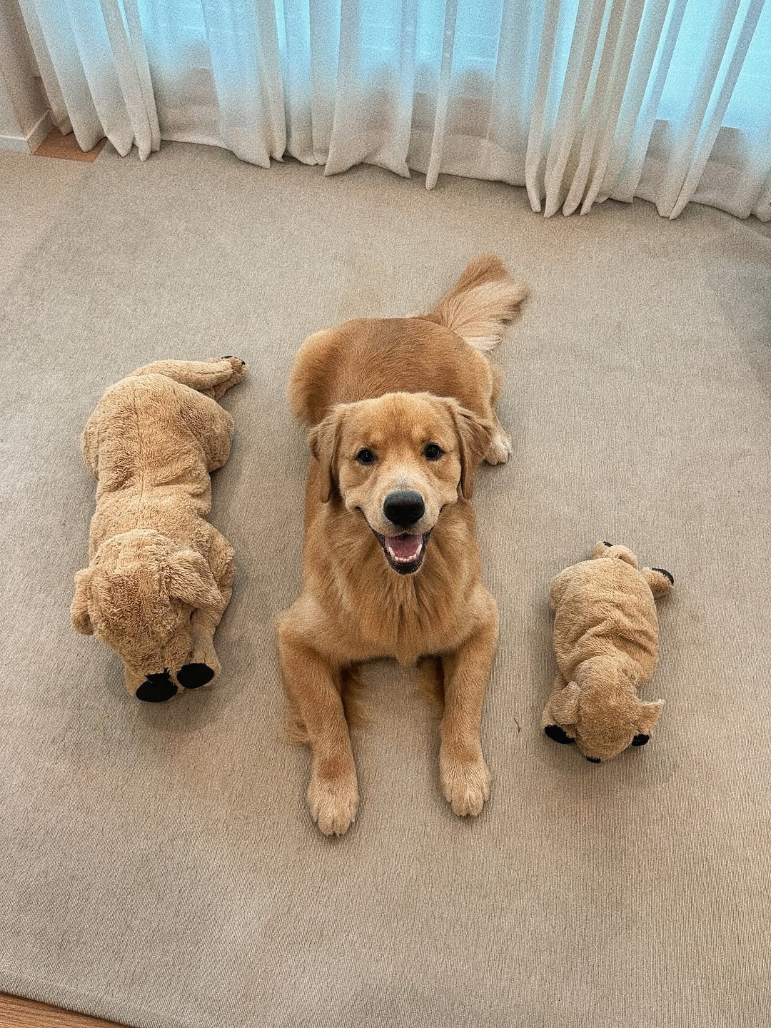 Photo by 우디스토리 woodystory on November 19, 2025. May be an image of golden retriever, cocker spaniel, toy and text.