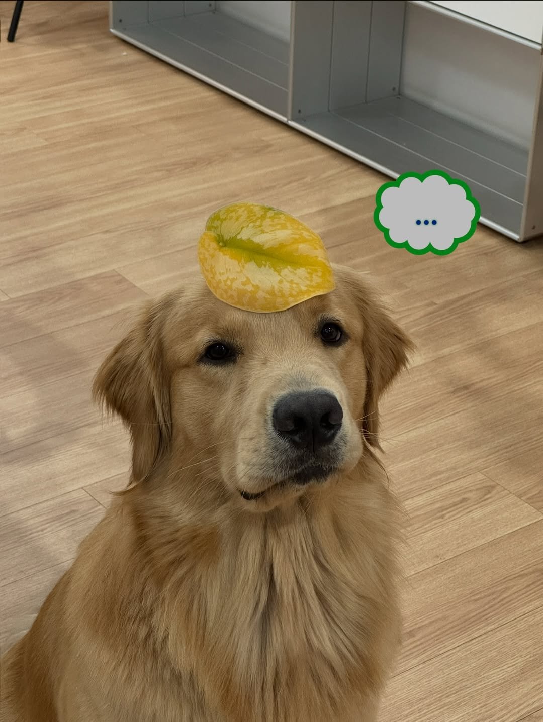 Photo by 우디스토리 woodystory on November 30, 2025. May be an image of golden retriever, petfood and text.