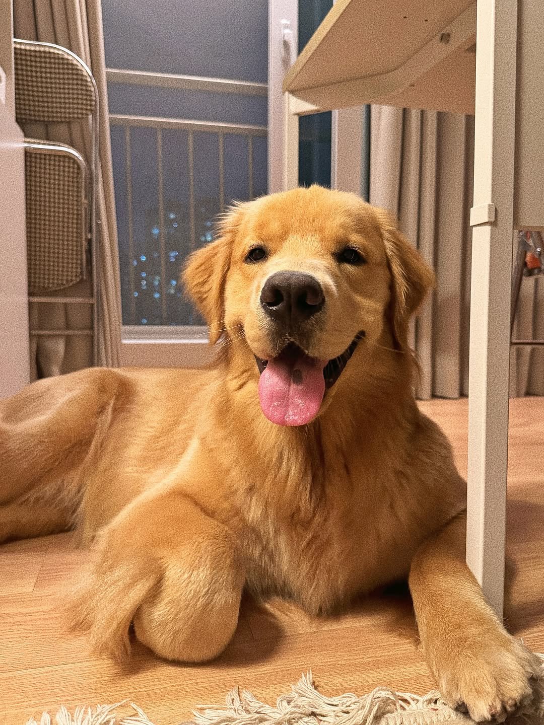 Photo by 우디스토리 woodystory on September 06, 2025. May be an image of golden retriever and text.