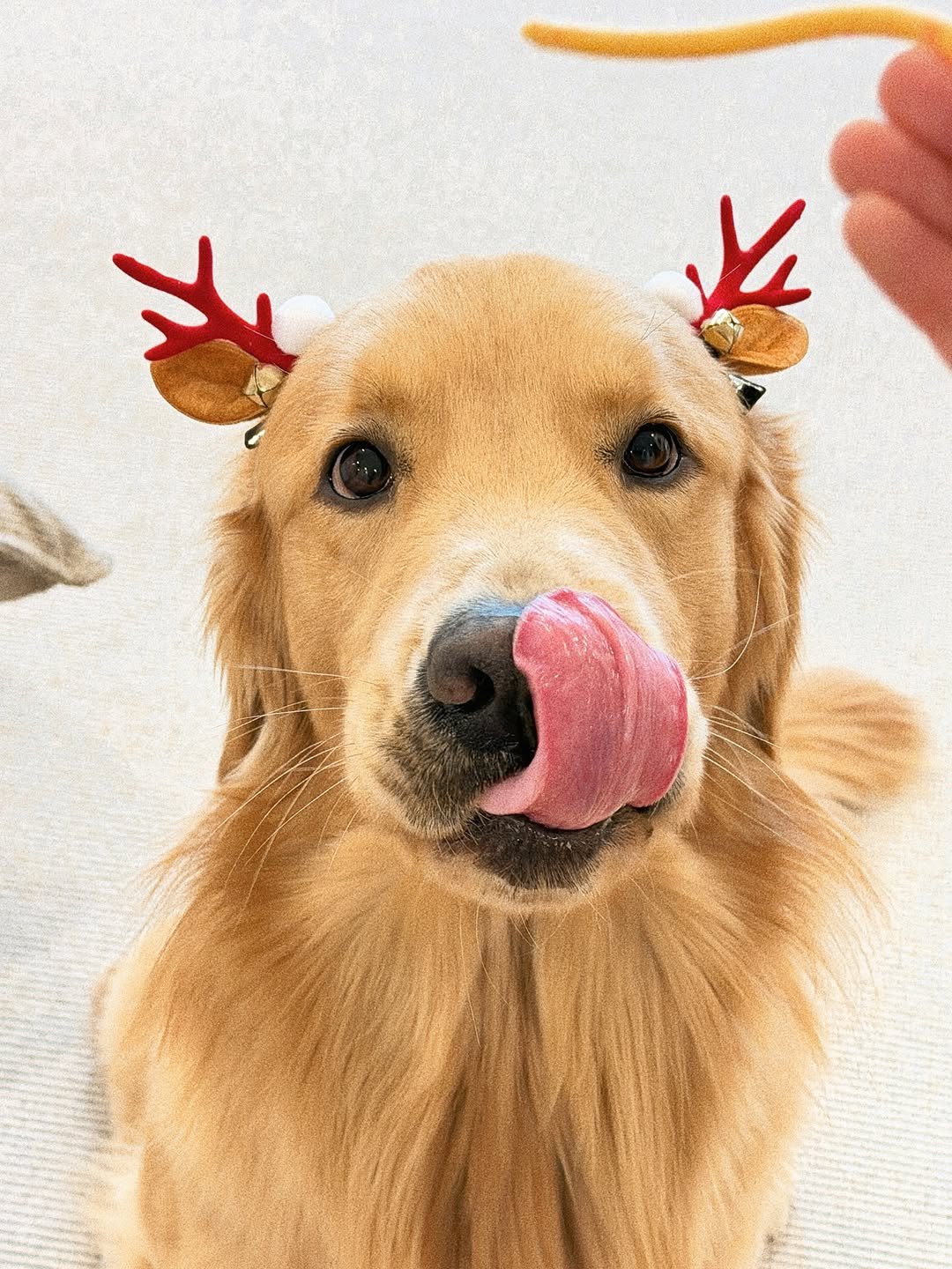 Photo by 우디스토리 woodystory on December 23, 2025. May be an image of golden retriever and text.