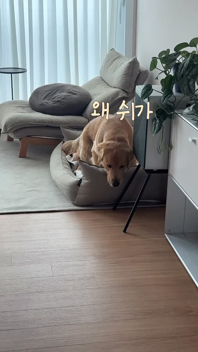 woodystory_golden 게시물 이미지: 지리는 결말🫣

#골든리트리버 #리트리버 #골댕이 #강아지 #대형견...