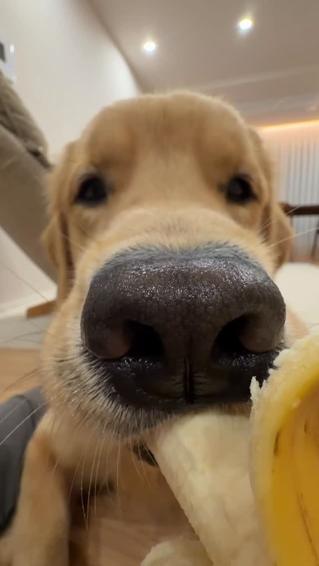 woodystory_golden 게시물 이미지: 바나나에여!!!바나나바나나! 🍌🍌

#골든리트리버 #goldenretriever...