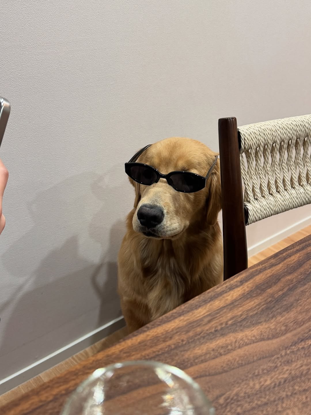 Photo by 우디스토리 woodystory on August 31, 2025. May be an image of chihuahua, glasses and text.