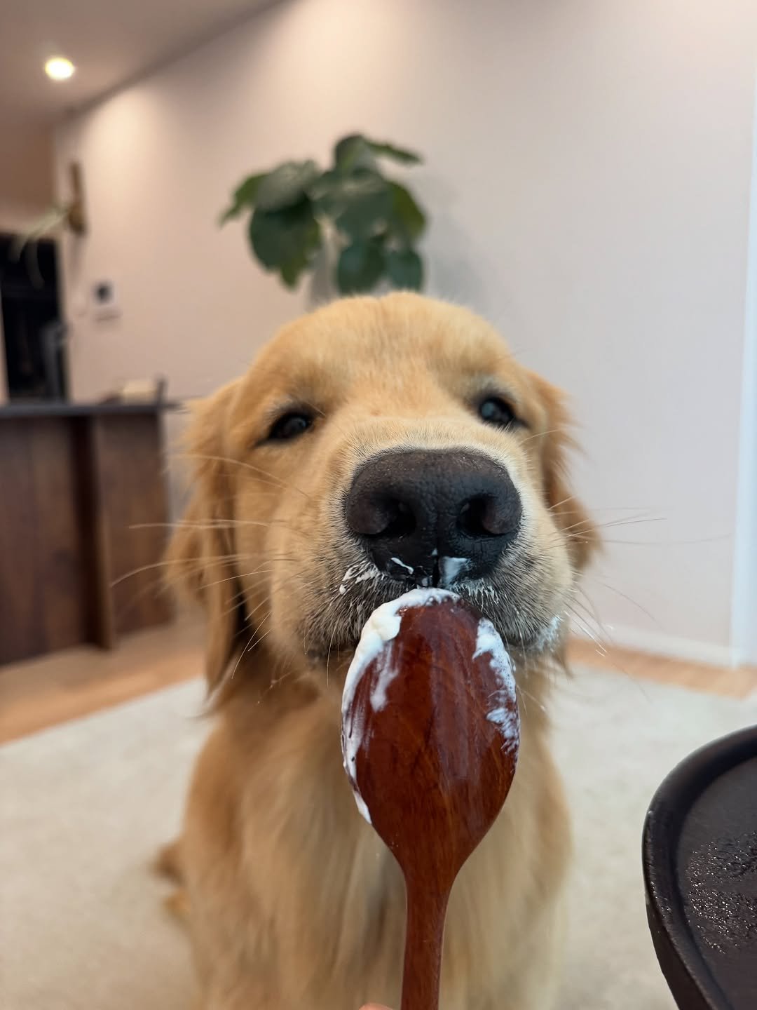 Photo by 우디스토리 woodystory on September 13, 2025. May be an image of golden retriever, whipped cream and text.