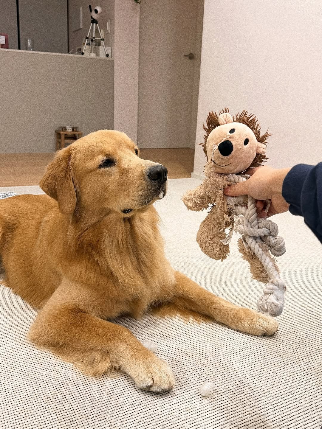 Photo by 우디스토리 woodystory on October 14, 2025. May be an image of hedgehog, golden retriever, cocker spaniel, toy and text.