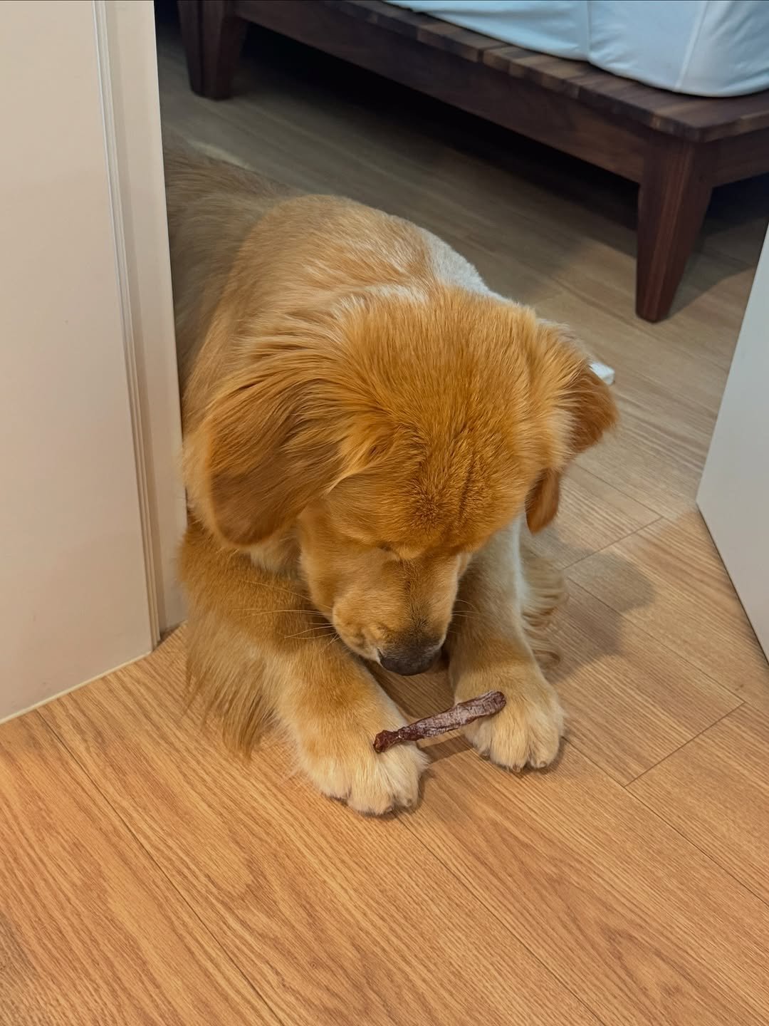 Photo by 우디스토리 woodystory on September 25, 2025. May be an image of golden retriever, collie, bone, stick and text.