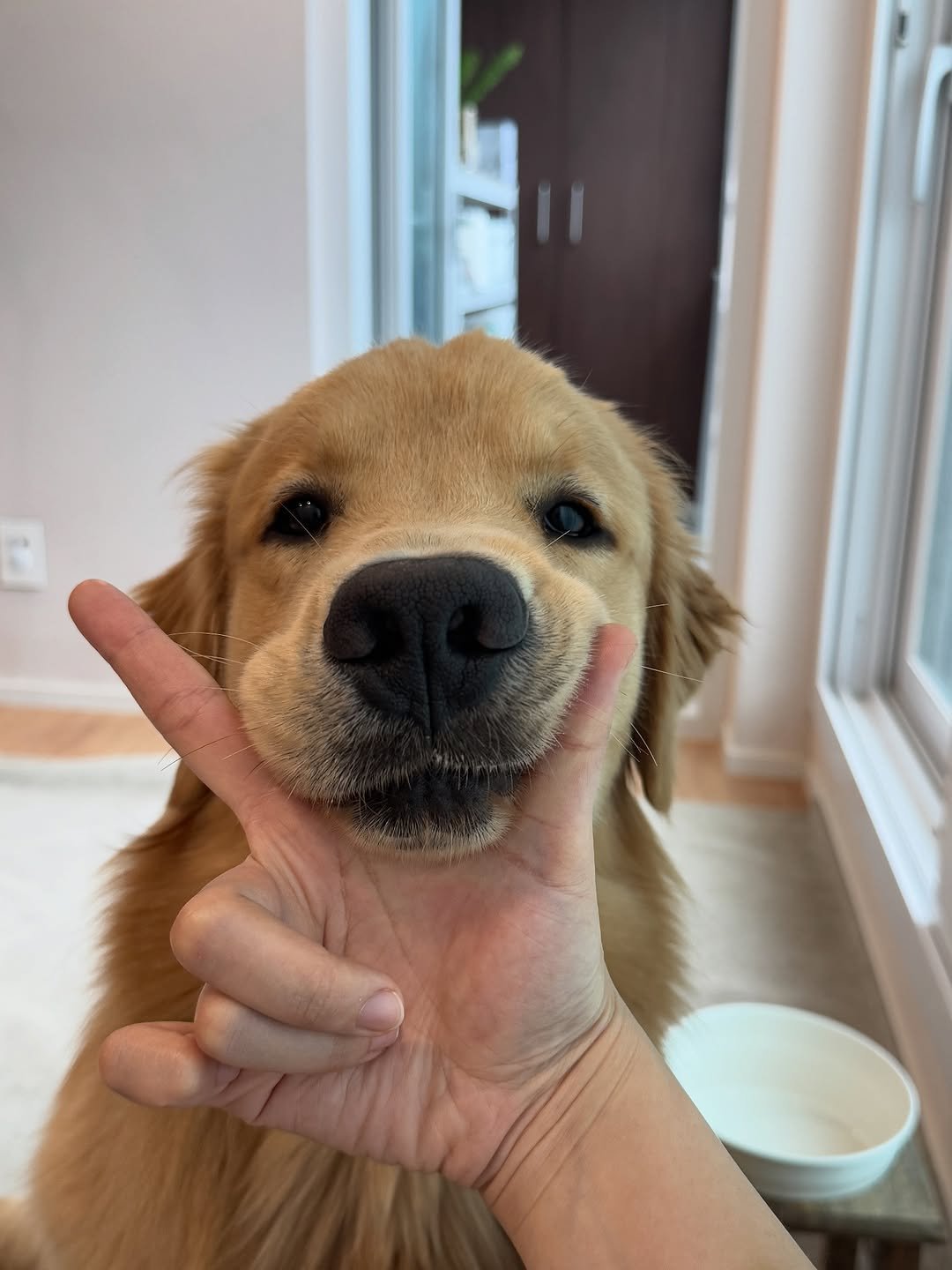Photo by 우디스토리 woodystory on September 17, 2025. May be an image of golden retriever and text.