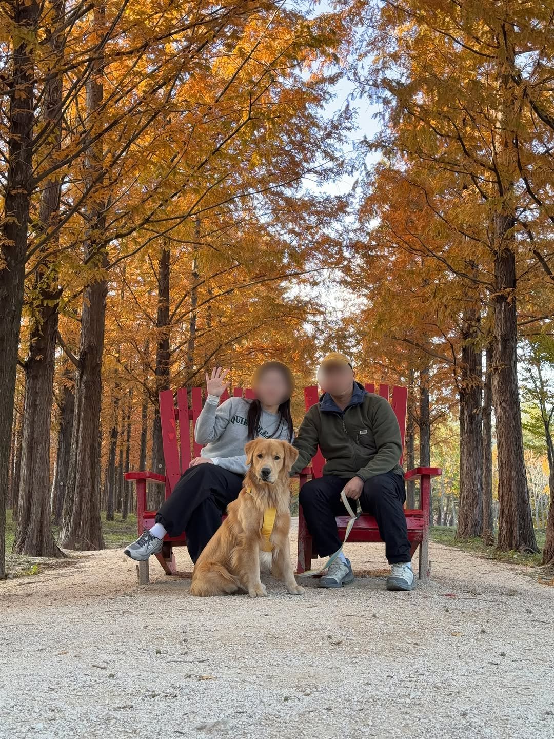 Photo by 우디스토리 woodystory on November 05, 2025. May be an image of Norwich terrier, corgi, golden retriever, outdoors and text.