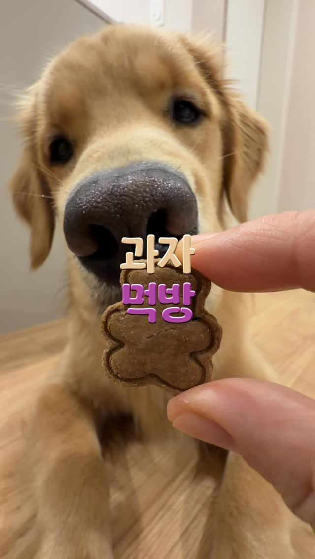 woodystory_golden 게시물 이미지: 쿠끼! 먹방!

#골든리트리버 #리트리버 #goldenretriever #retriever #골댕이