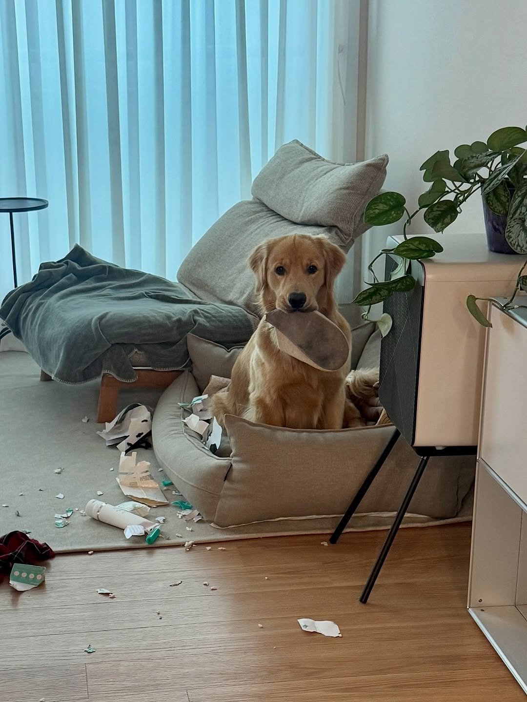 Photo by 우디스토리 woodystory on October 19, 2025. May be an image of golden retriever, collie and text.