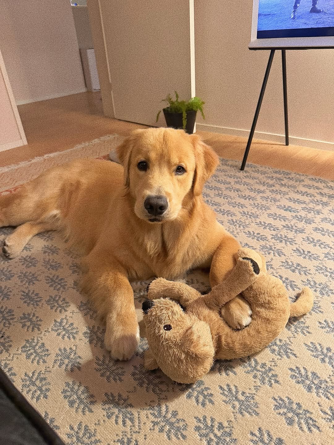 Photo by 우디스토리 woodystory on August 22, 2025. May be an image of golden retriever, toy and text.