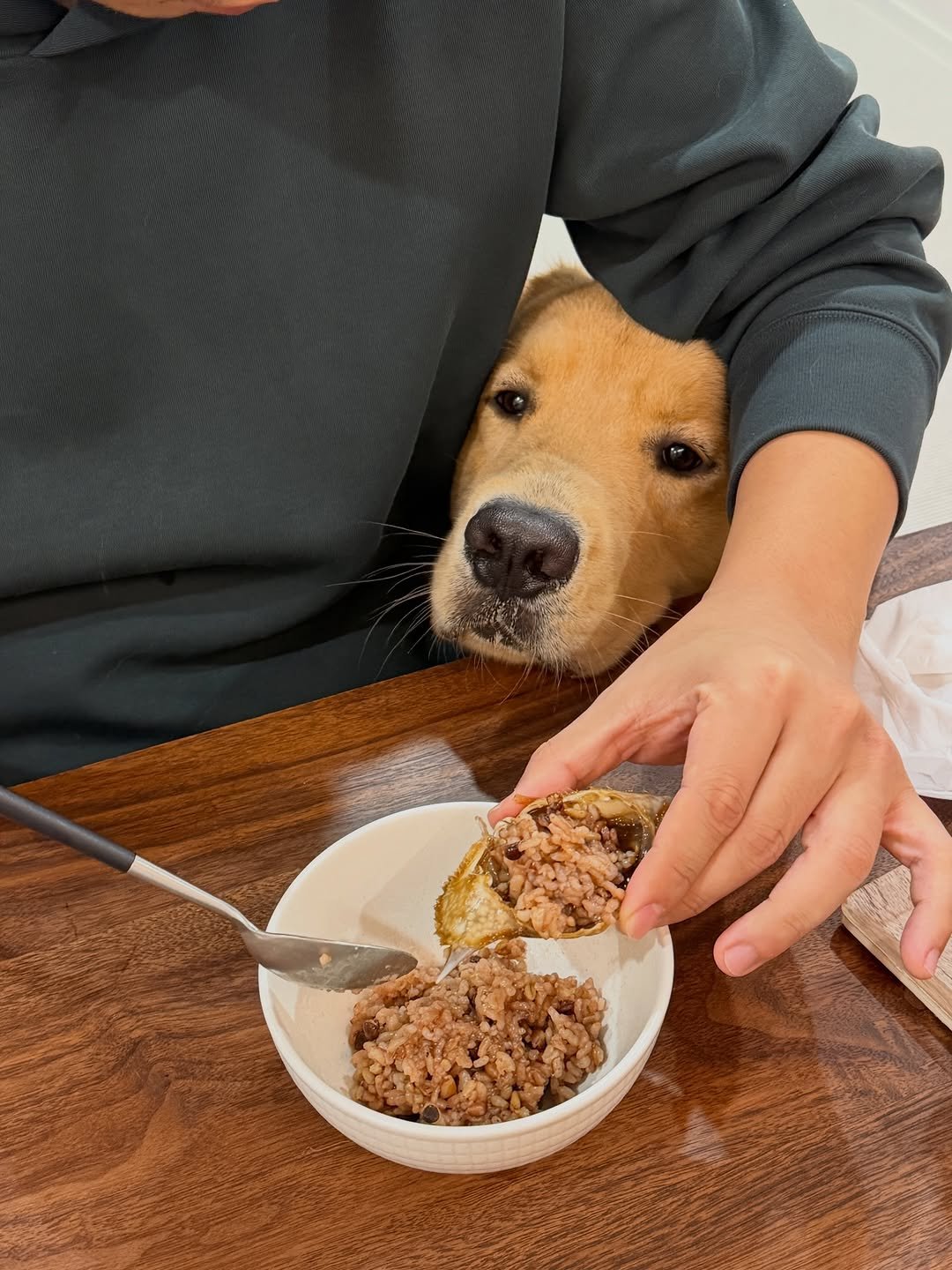 Photo by 우디스토리 woodystory on December 17, 2025. May be an image of collie, golden retriever, fried rice, petfood and text.