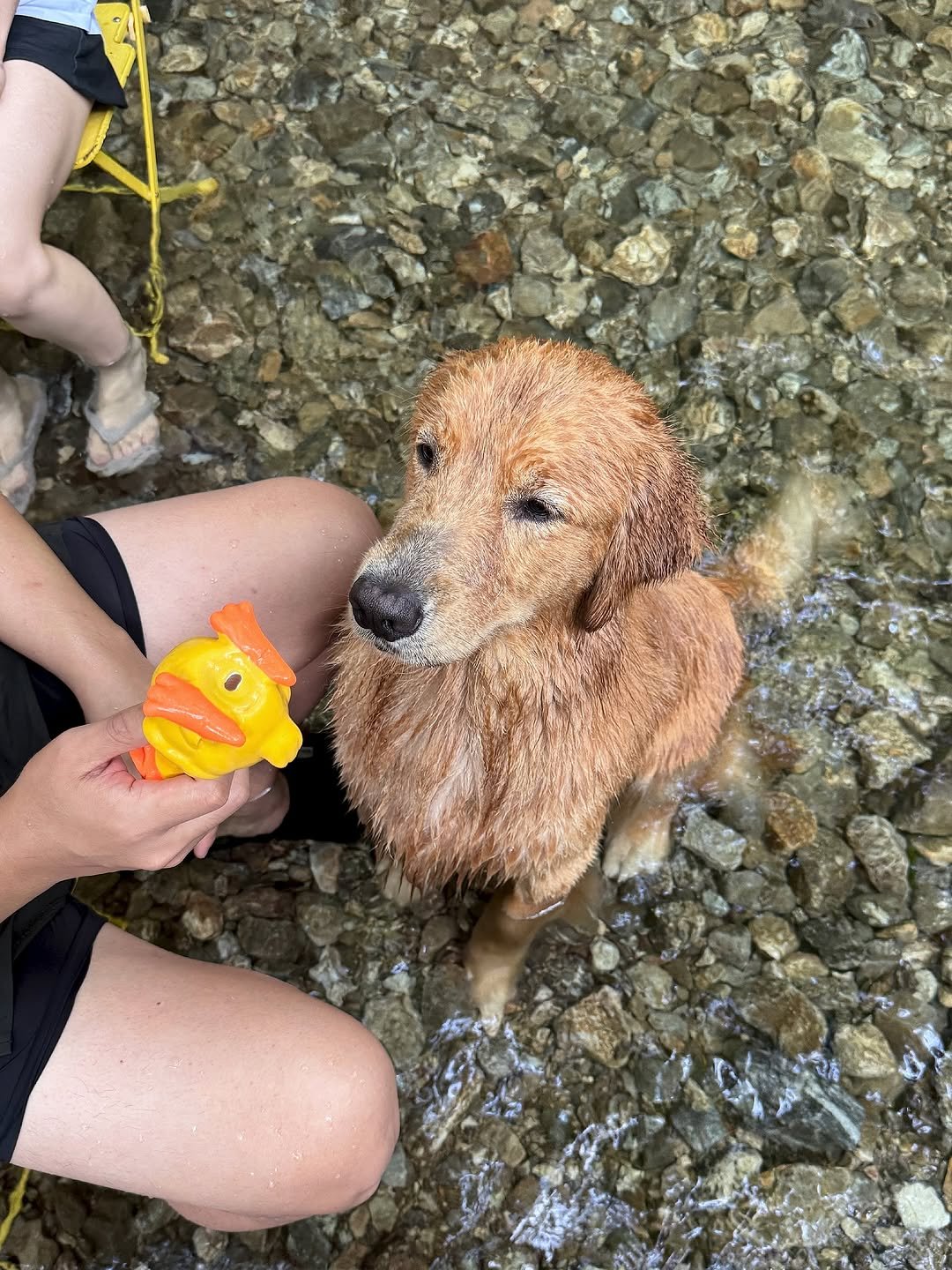 Photo by 우디스토리 woodystory on August 25, 2025. May be an image of golden retriever and text.