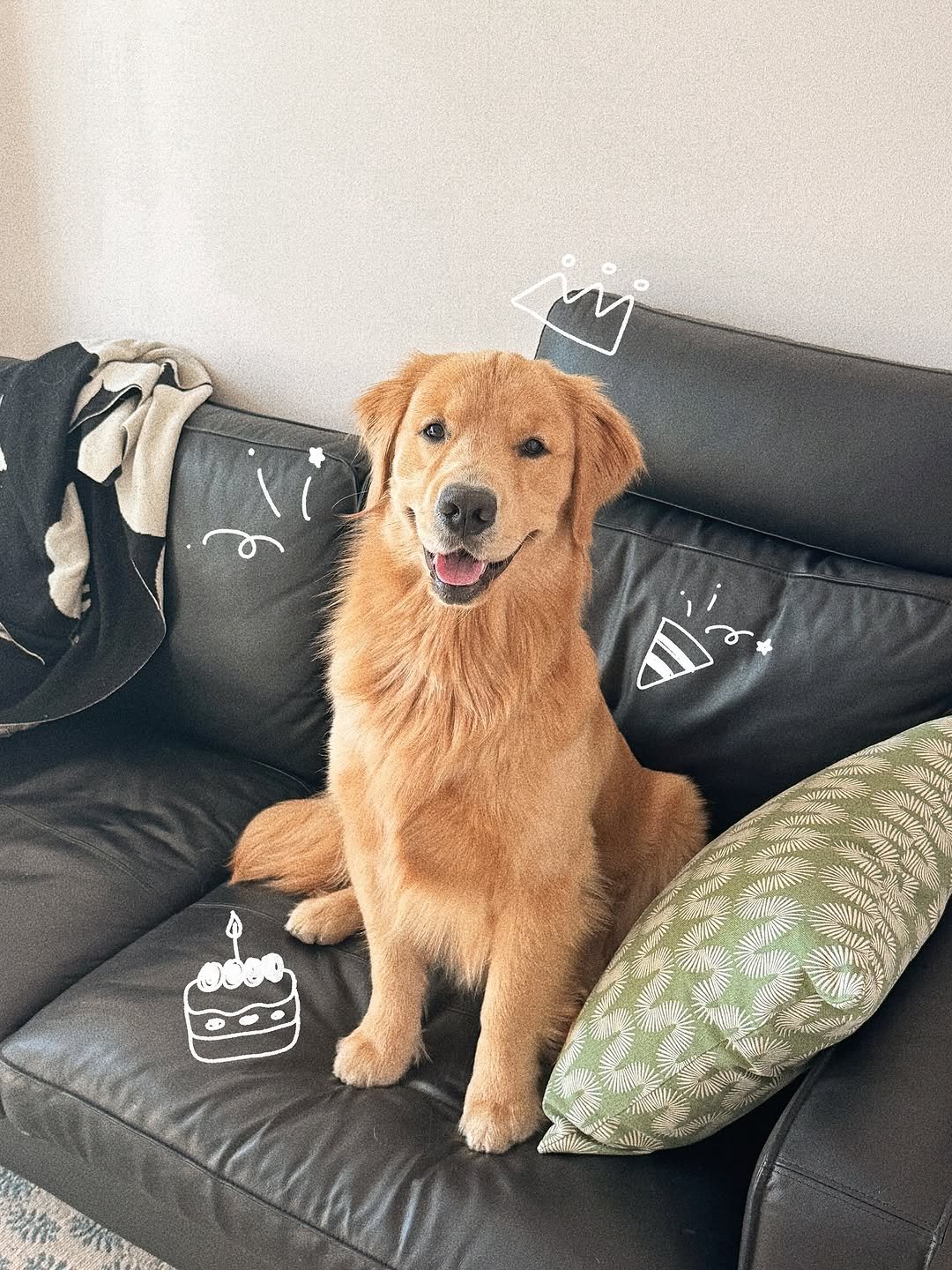 Photo by 우디스토리 woodystory on August 10, 2025. May be an image of golden retriever and text.