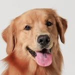 woodystory_golden 인스타그램 프로필 사진