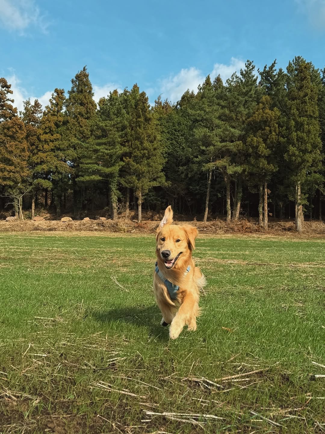 Photo by 우디스토리 woodystory on December 24, 2025. May be an image of golden retriever, cocker spaniel, grass and text.