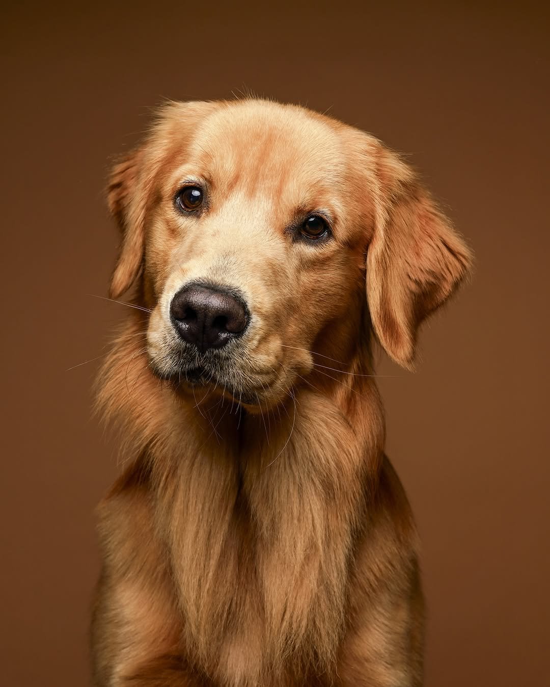 Photo by 우디스토리 woodystory on November 11, 2025. May be an image of golden retriever and text.