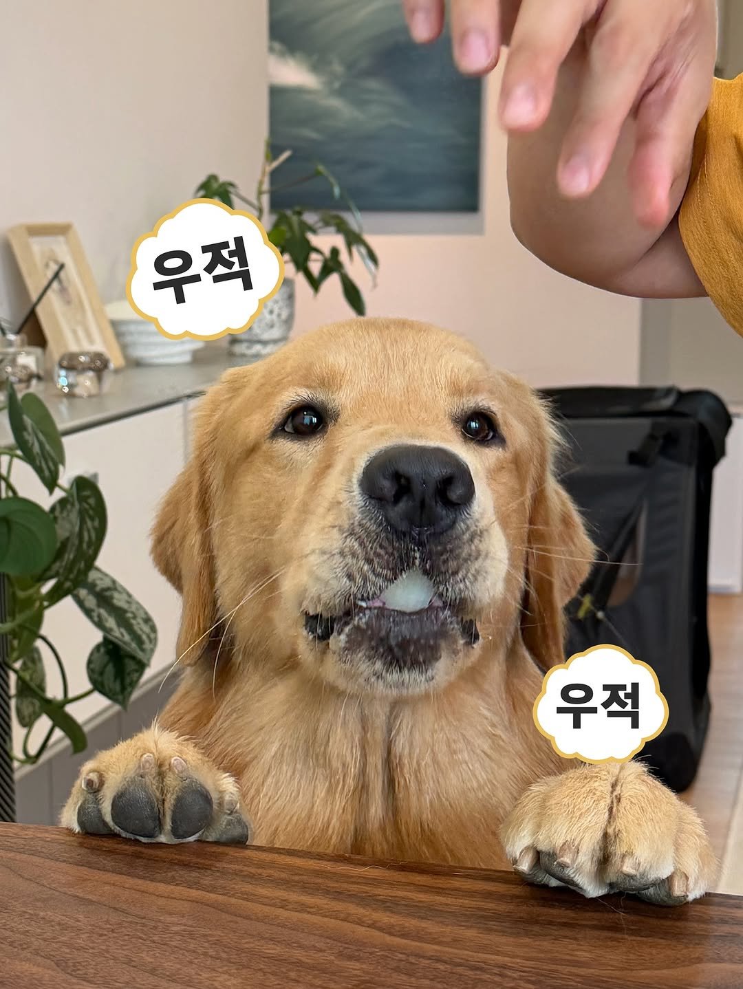 Photo by 우디스토리 woodystory on October 08, 2025. May be an image of golden retriever and text that says '우적차 우적 우적 우적'.