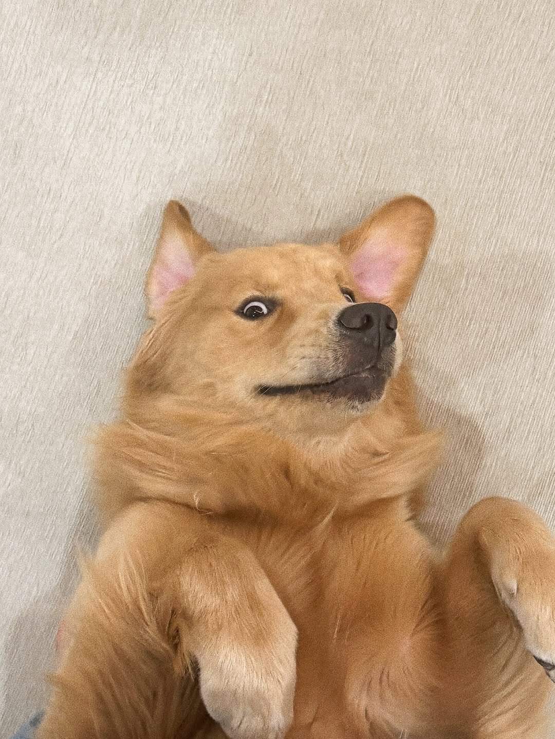 Photo by 우디스토리 woodystory on October 28, 2025. May be an image of golden retriever, chihuahua, Chow and text.