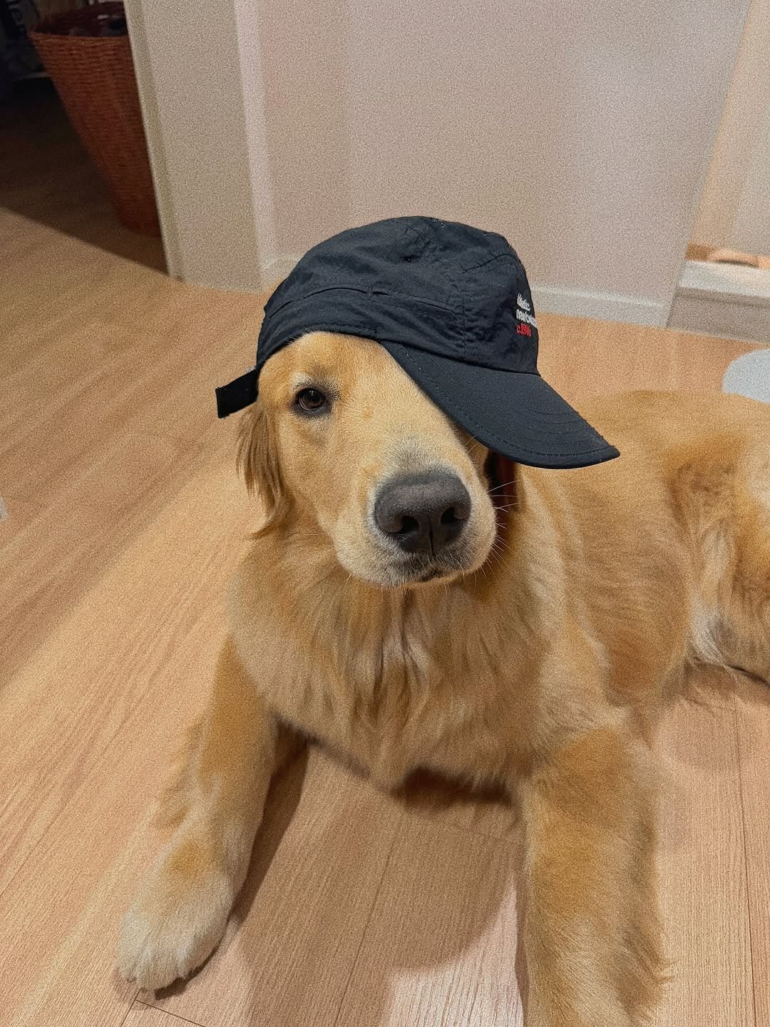 Photo by 우디스토리 woodystory on August 05, 2025. May be an image of golden retriever, hat and text.