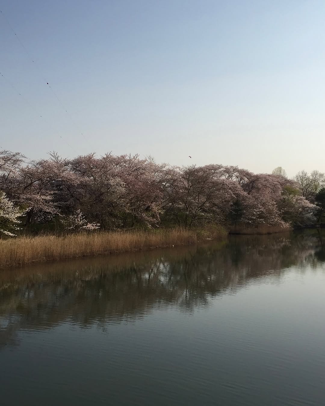 Photo by 민지 on April 12, 2025.