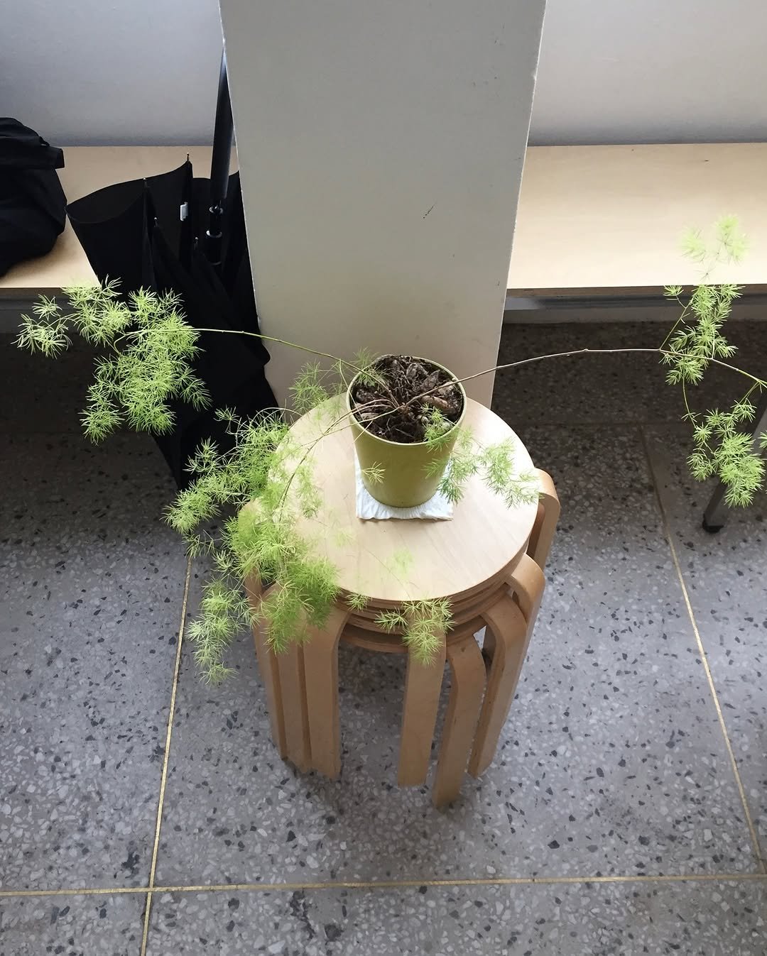 Photo by 민지 on May 29, 2025. May be an image of flower pot, house plant and plant.