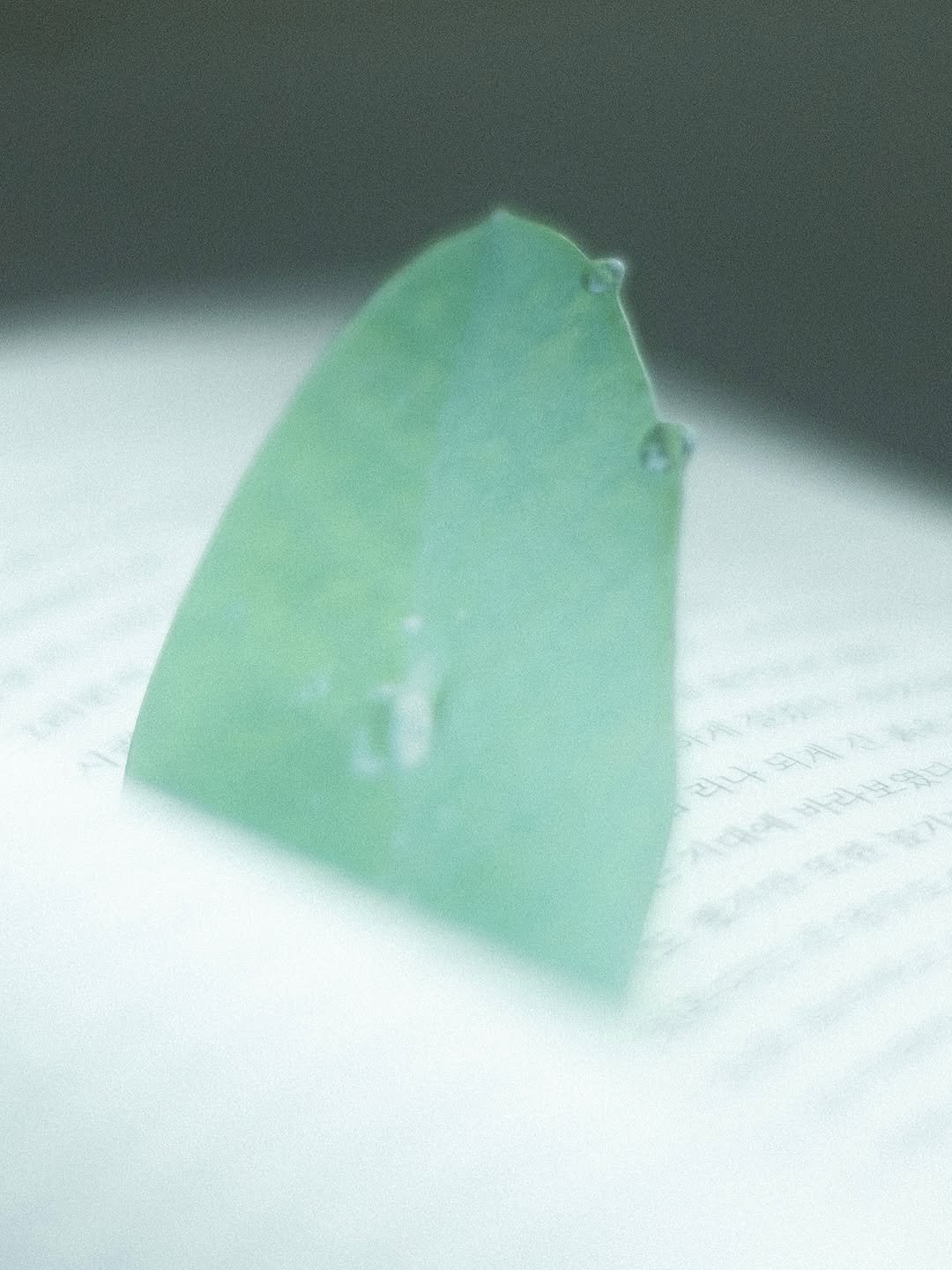 Photo shared by OKTO on October 01, 2025 tagging @woongjin_readers. May be a closeup of ant, house plant and text.