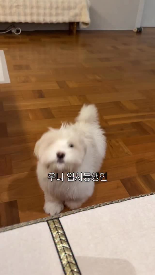 woonybony 게시물 이미지: 우니 동생 두니는 과연 어떤 종일까?