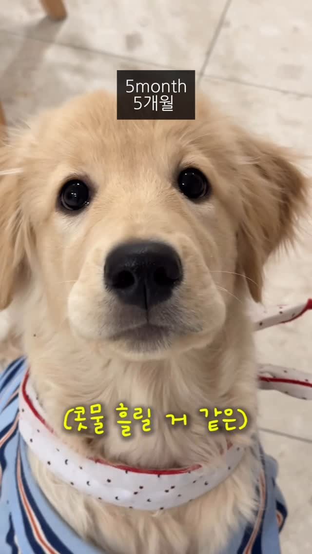 woonybony 게시물 이미지: 대형견 우니의 성장 속도
우니가 사자가 되는 모습이...