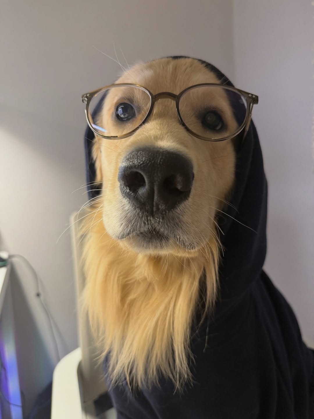 Photo by 사자가 되고싶은 우니 on September 24, 2025. May be an image of golden retriever and text.