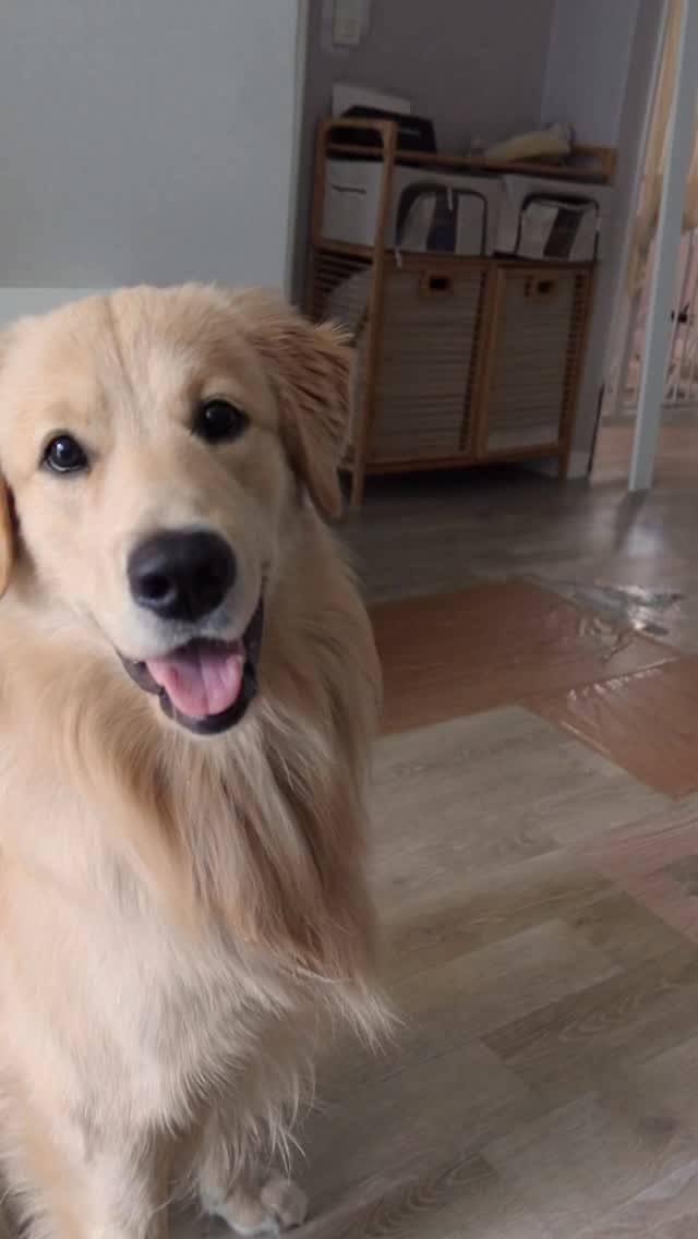 woonybony 게시물 이미지: 골댕이 털 많이 빠지나요..?

#리트리버 #강아지 #goldenretriever...