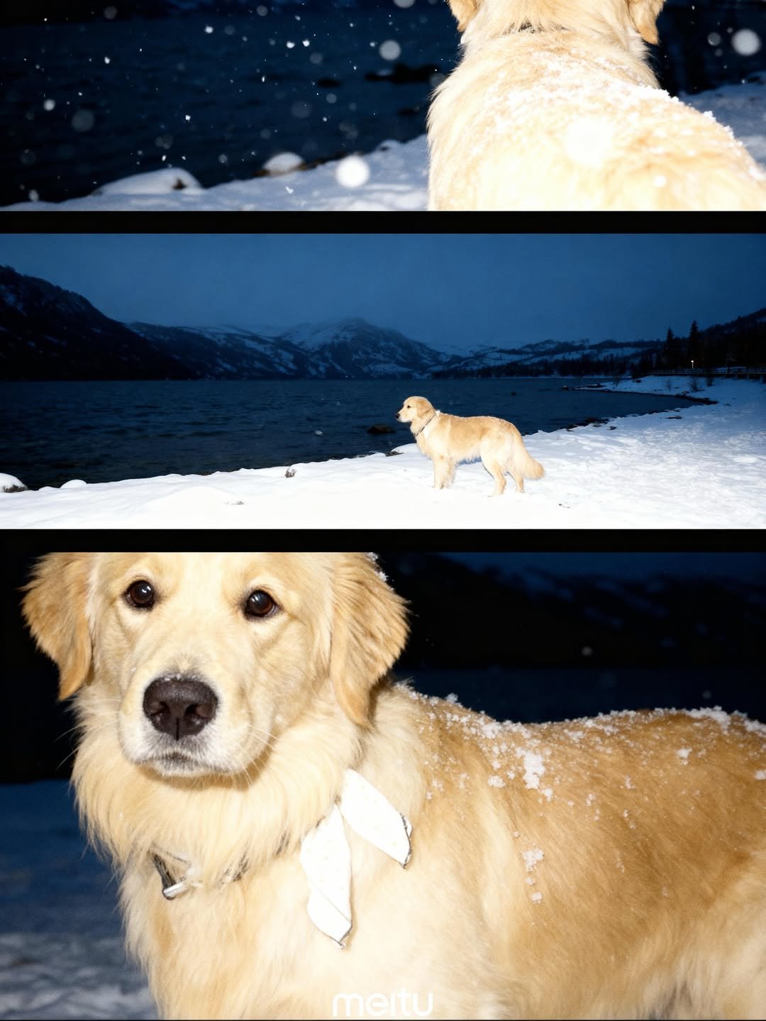Photo by 사자가 되고싶은 우니 on October 31, 2025. May be an image of ‎Great Pyrenees, collie, golden retriever, snow and ‎text that says '‎าอเม שוח‎'‎‎.