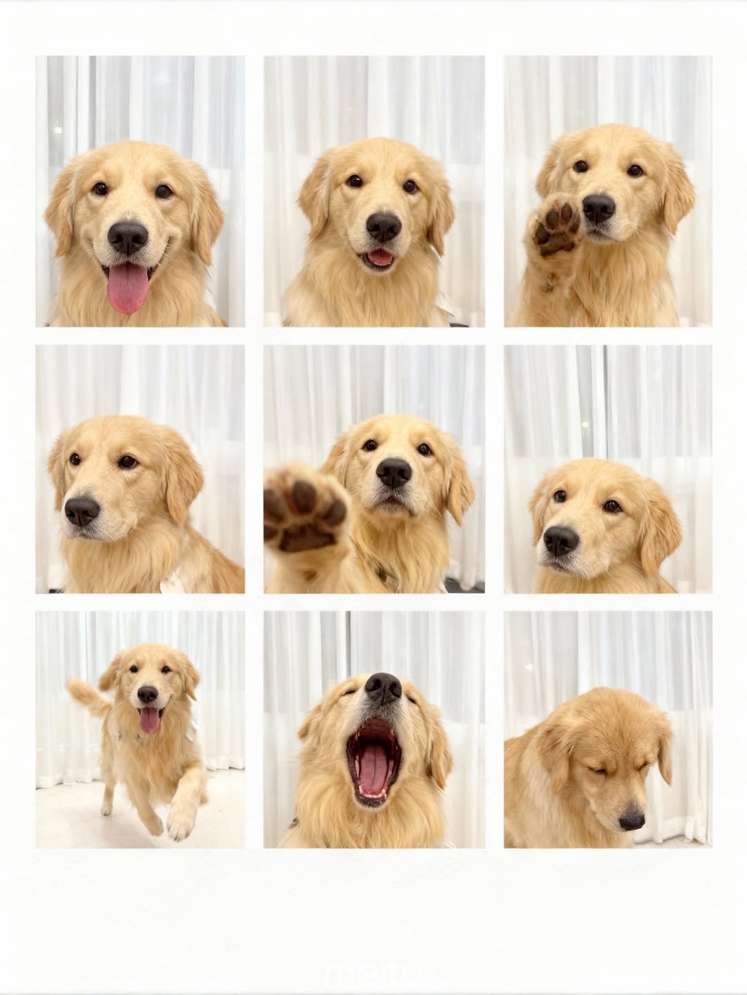 Photo by 사자가 되고싶은 우니 on October 11, 2025. May be an image of golden retriever, collie and text.