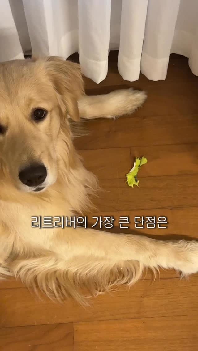 woonybony 게시물 이미지: 골댕이 훈련, 과연 몇 분 걸릴까?
.
.
골댕이라이프 우니의 이야기가...