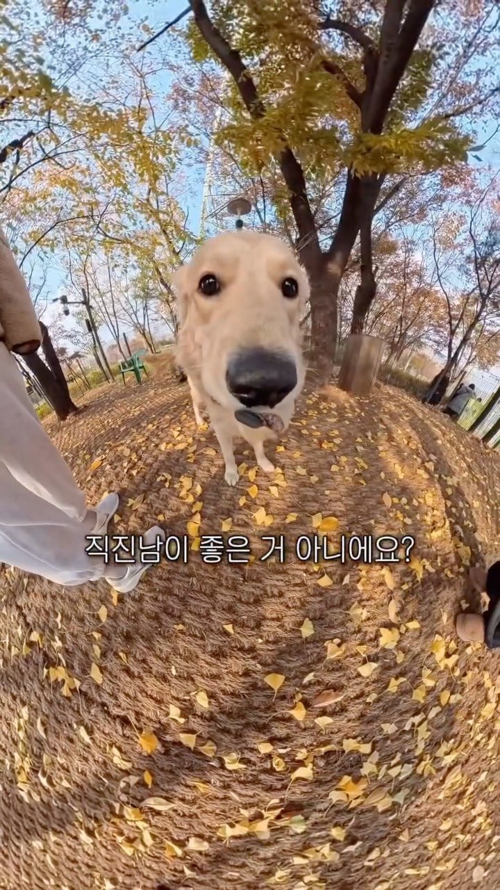 woonybony 게시물 이미지: 골댕이가 브이로그하면 생기는 일

📷: Insta360 X5

이전부터 너무너무너무...