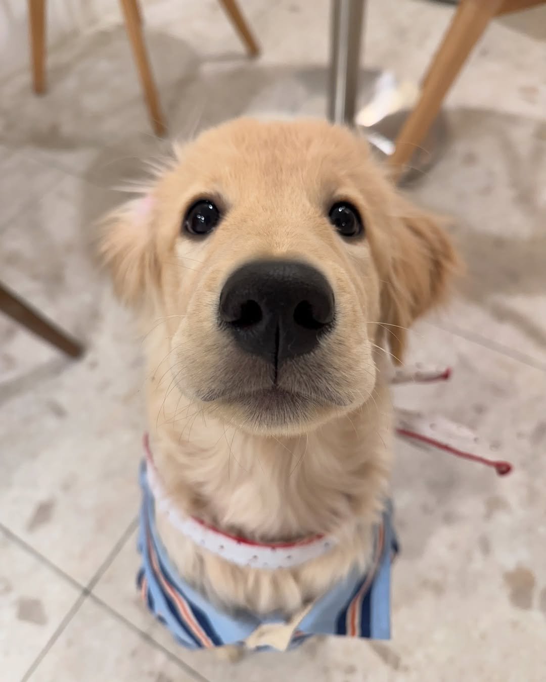 woonybony 게시물 이미지: 쿨톤 잘받는 우니 

#강아지 #고양이 #골든리트리버 #goldenretriever...