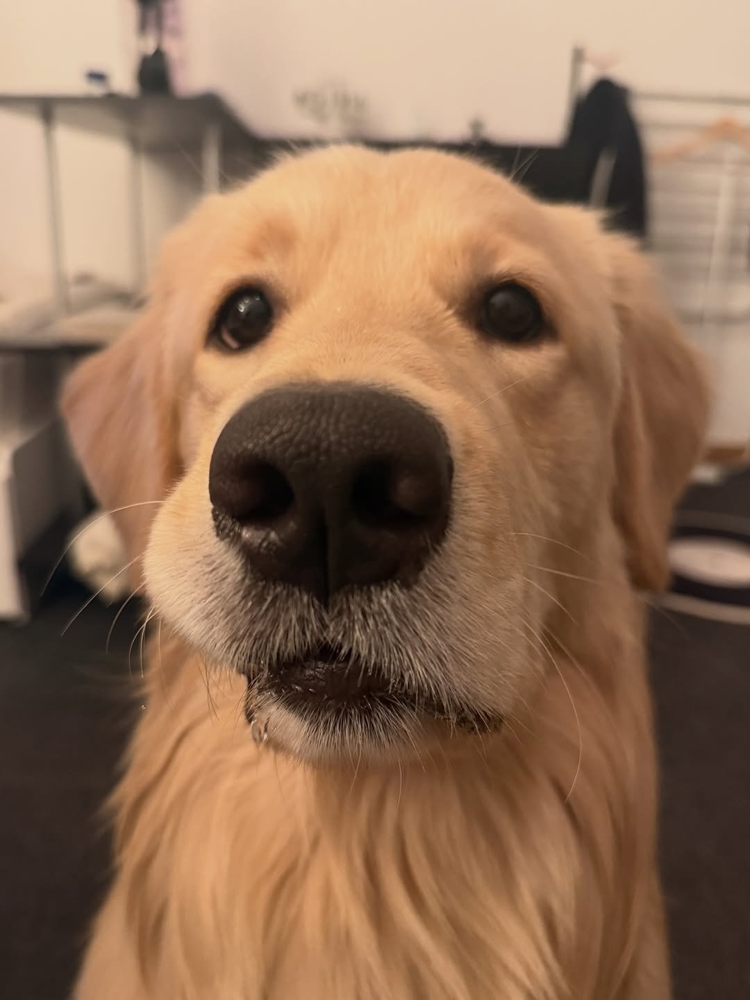 Photo by 사자가 되고싶은 우니 on January 17, 2026. May be a closeup of golden retriever and text.