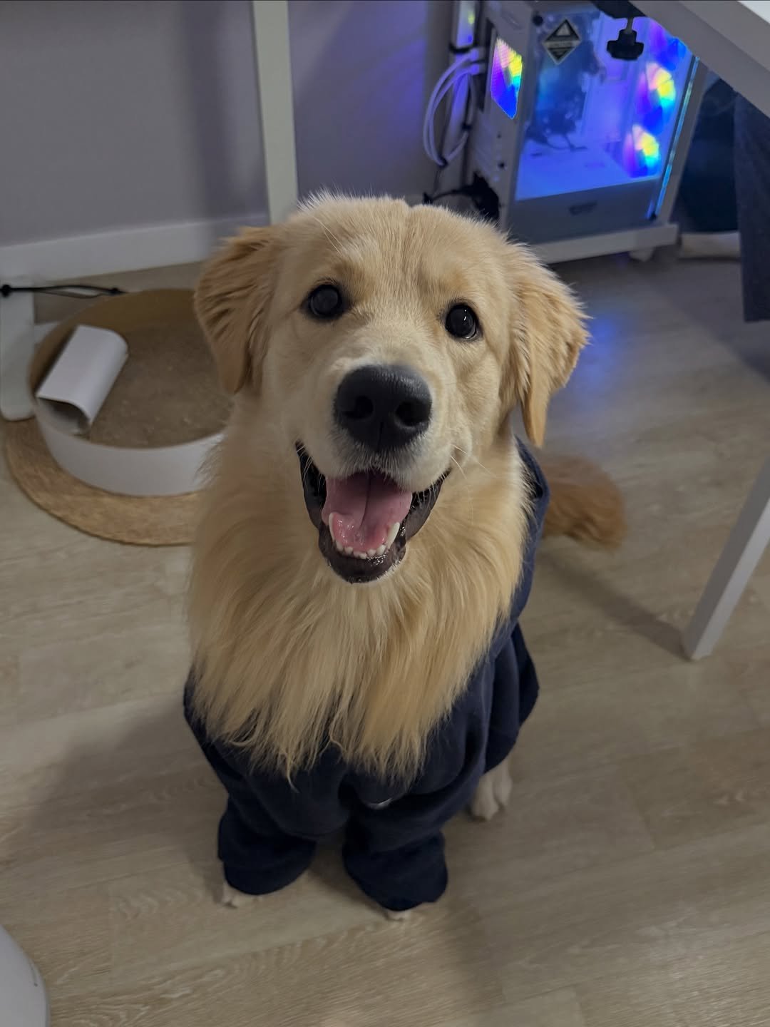 Photo by 사자가 되고싶은 우니 on September 25, 2025. May be an image of golden retriever, collie, bath robe and text.