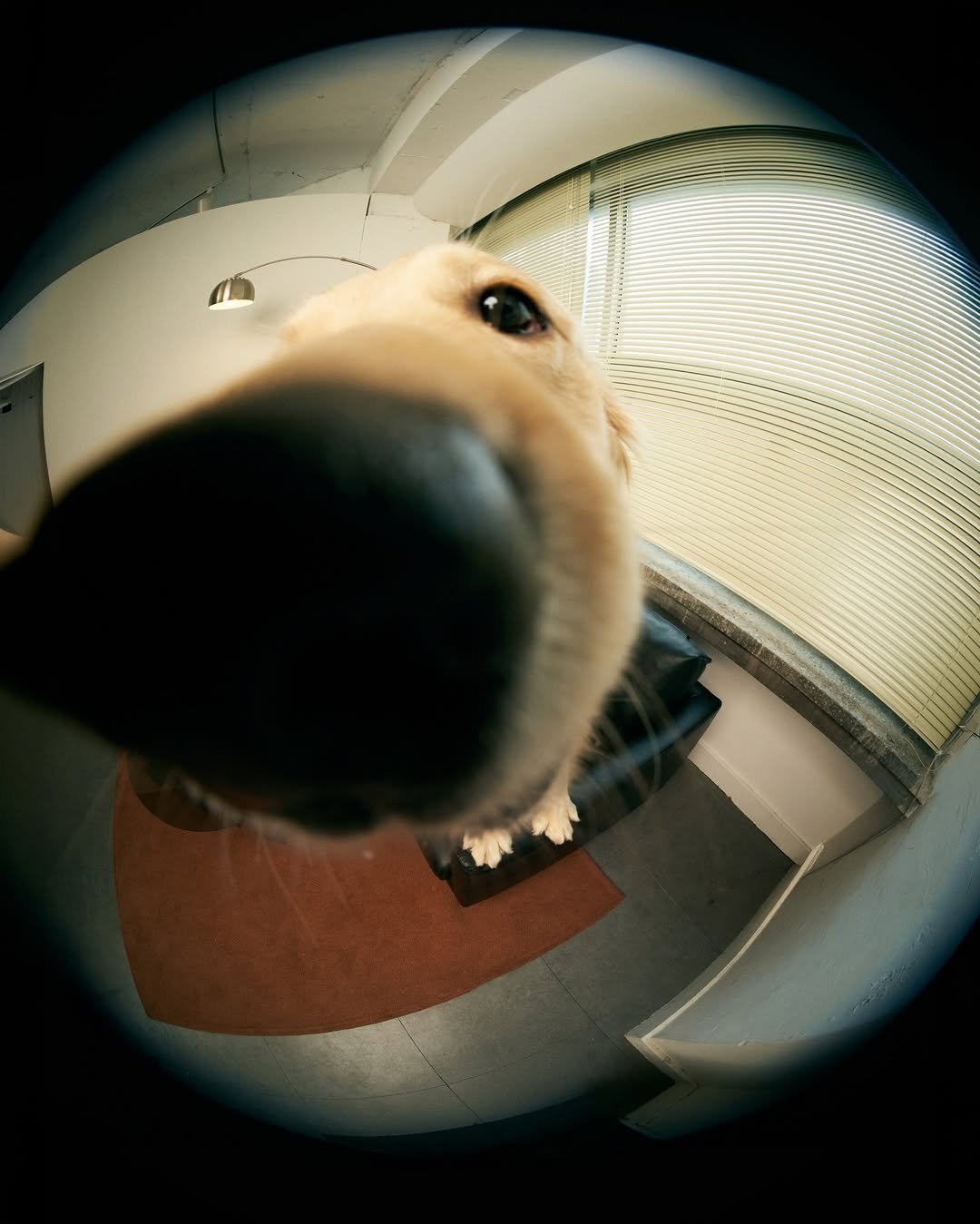 Photo by 사자가 되고싶은 우니 on March 15, 2026. May be an image of golden retriever and text.