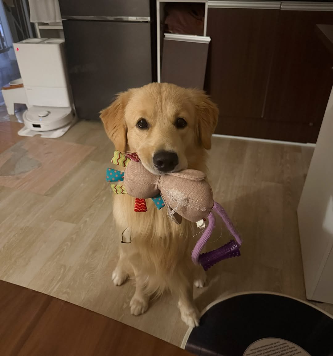 Photo by 사자가 되고싶은 우니 on September 19, 2025. May be an image of collie, golden retriever, toy and text.