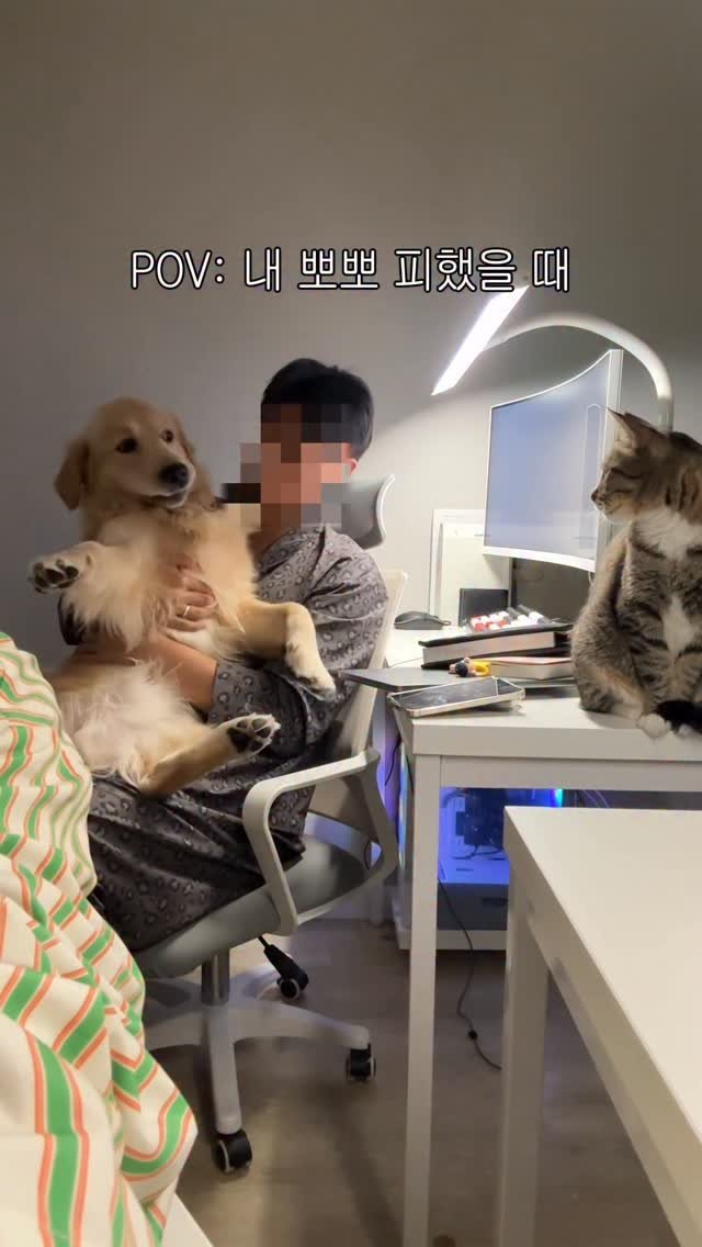 woonybony 게시물 이미지: 형…

#강아지 #리트리버 #goldenretriever #개 #골든리트리버...