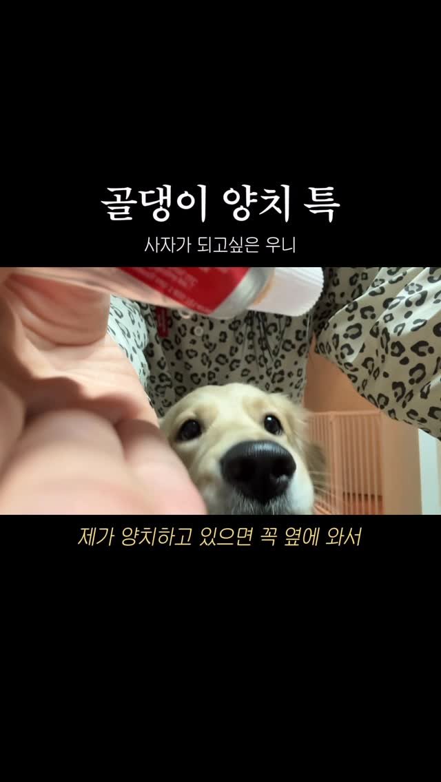 woonybony 게시물 이미지: 특) 치약 다 먹고 시작함

#골댕이 #리트리버 #골든리트리버 #사자가되고싶은우니