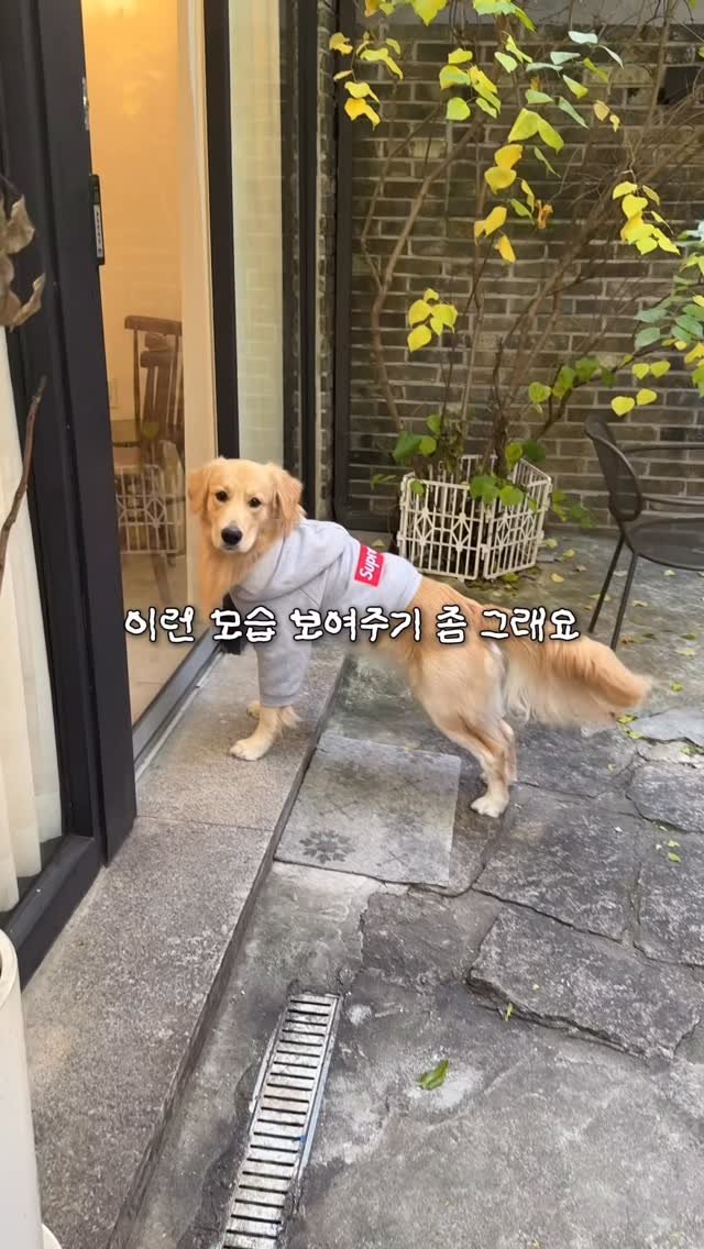 woonybony 게시물 이미지: 25kg와 2kg가 만나면 생기는 일