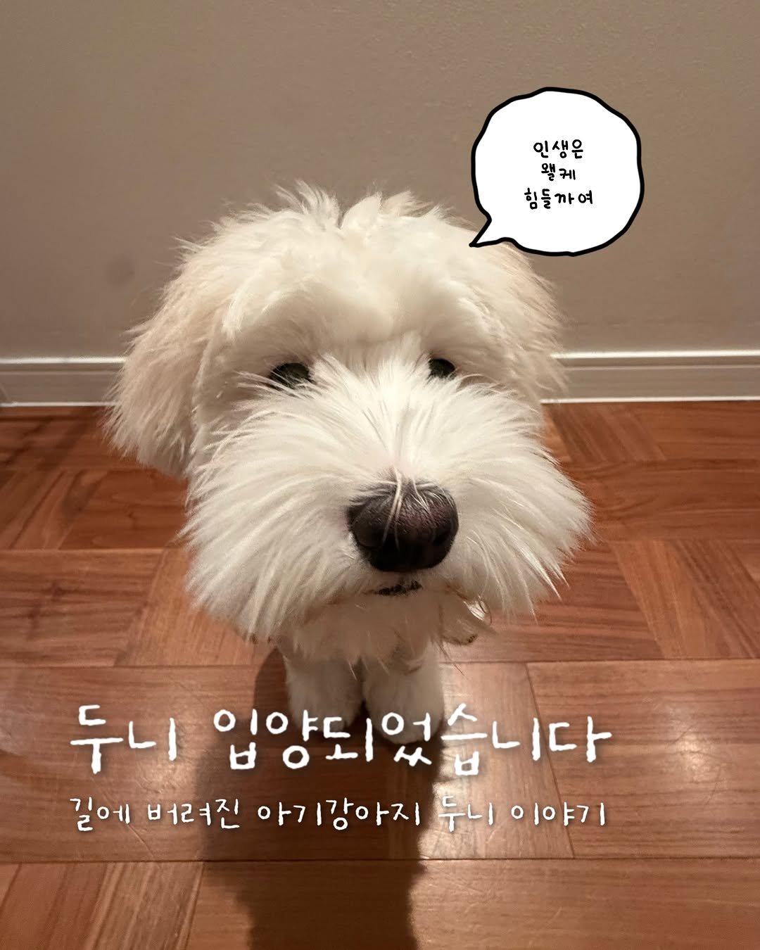 woonybony 게시물 이미지: 두니는 말이죠,

우니 임시동생에서 찐동생이 되었답니다!
쥔장에 엄마집=본가에서...
