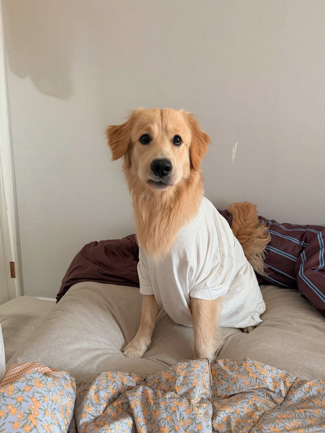 Photo by 사자가 되고싶은 우니 on August 14, 2025. May be an image of golden retriever and text.