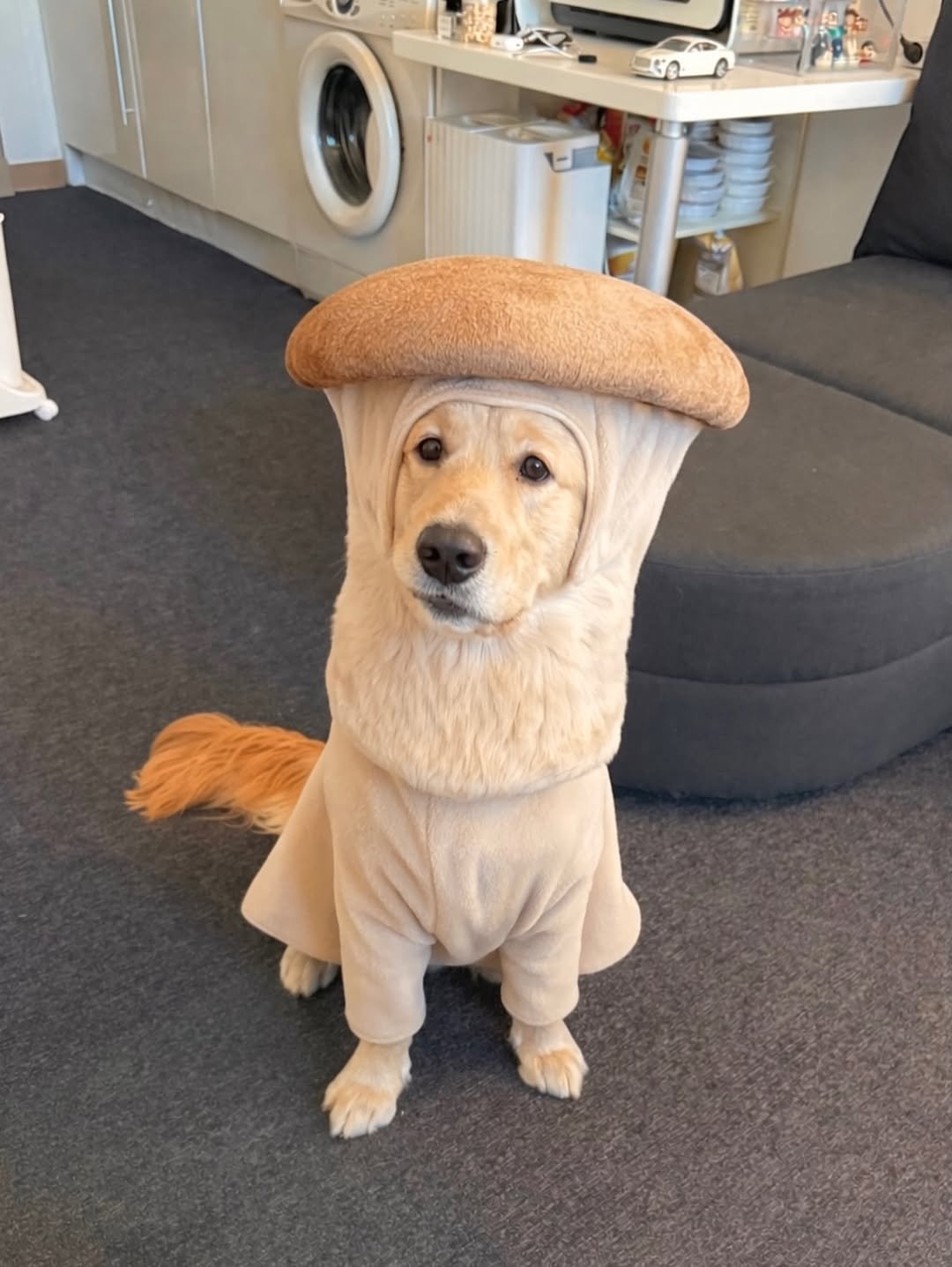 Photo by 사자가 되고싶은 우니 in Seoul, Korea. May be an image of golden retriever, costume and text.
