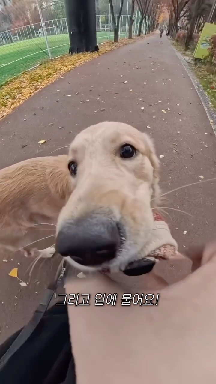 woonybony 게시물 이미지: 골댕이가 브이로그를 하면 생기는 일 2

📷: Insta360...