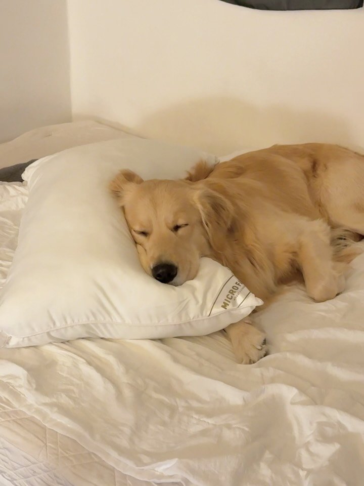 woonybony 게시물 이미지: 💤

#사자가되고싶은우니 #골든리트리버 #리트리버 #goldenretrieverworld #강아지