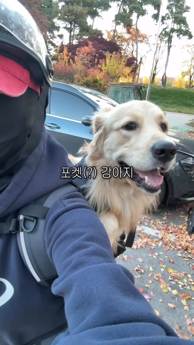 woonybony 게시물 이미지: 대형견주가 소형견주를 부러워하는 단한가지

*제품제공) 올해 캐나다 여행을...